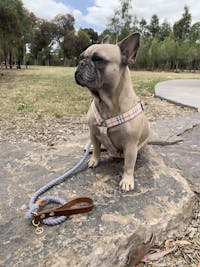 Adjustable Rope Dog Leash Silver Grey | Twisted 2.0