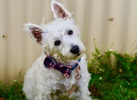 Dog Bow Tie Blue Check | Bold