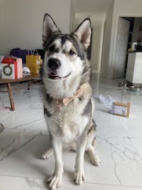 Dog Collar Velvet Wheat | Timeless