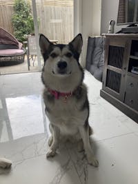 Dog Collar Velvet Pink | Timeless
