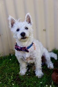 Dog Collar Dark Denim | Timeless