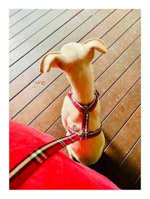 Dog Harness Red Check | Bold