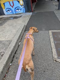 Dog Harness Lilac Purple | Glamorous