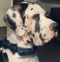 Dog Collar Steel Blue | Loyal