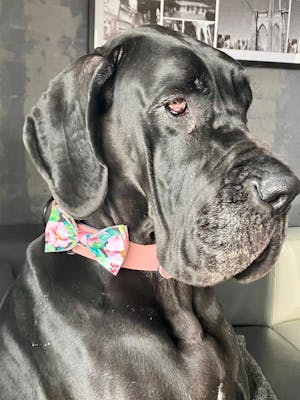 Dog Collar Blush Pink | Loyal