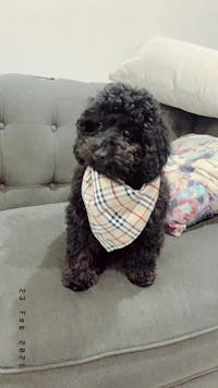 Dog Bandana Cream Check | Bold