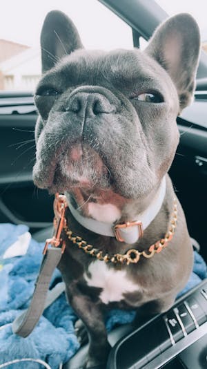 Dog Collar Jet Black | Glamorous