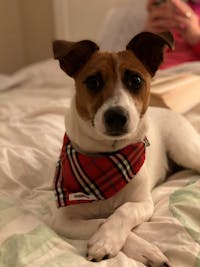 Dog Bandana Red Check | Bold