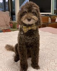 Dog Collar Yellow Check | Bold