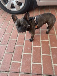 Dog Harness Jet Black | Glamorous