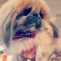 Dog Collar Pink Check | Bold