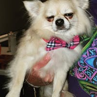 Dog Bow Tie Pink Check | Bold