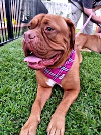 Dog Bandana Pink Check | Bold
