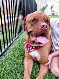 Dog Bandana Red Check | Bold
