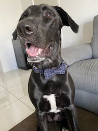 Dog Bow Tie Blue | Dapper