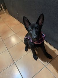 Dog Bandana Blue Check | Bold
