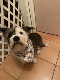 Dog Bandana Cream Check | Bold