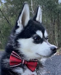 Dog Bow Tie Red Check | Bold