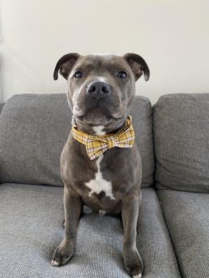 Dog Collar Yellow Check | Bold