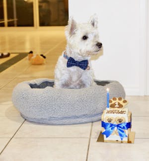 Dog Bow Tie Blue | Dapper