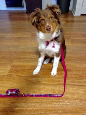 Dog Waste Bag Holder Pink Plaid | Bold