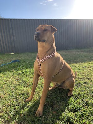 Dog Harness Giraffe | Chic