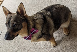 Dog Bow Tie Pink Plaid | Bold