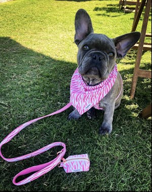Dog Harness Pink Zebra | Chic