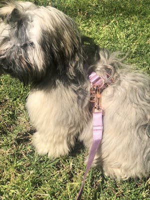 Dog Leash Lilac Purple | Glamorous