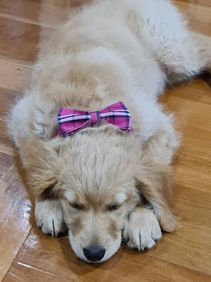Dog Bow Tie Pink Plaid | Bold