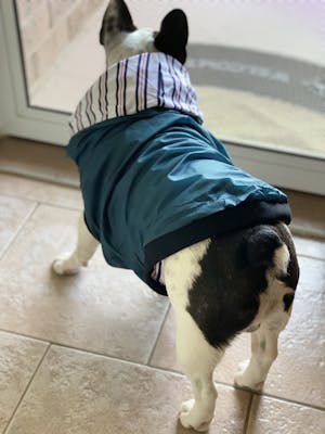 Bamboo Teal Dog Rain Jacket | Blue Stripe