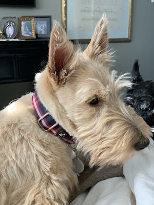 Dog Collar Navy Blue Plaid | Bold