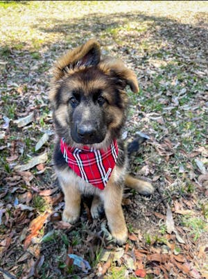 Dog Bandana Red Plaid | Bold