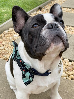 Dog Collar Blue | Dapper