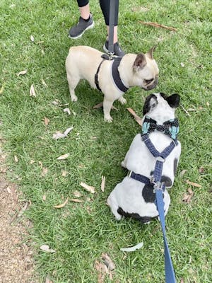 Dog Harness Blue | Dapper