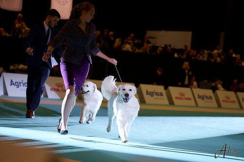 I'm So Fantastic Conditioner