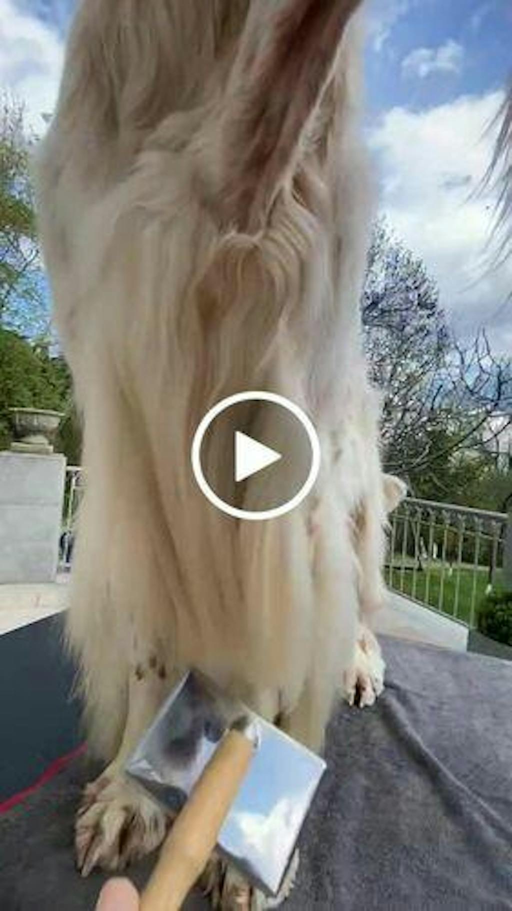 I'm So Silky Shampoo