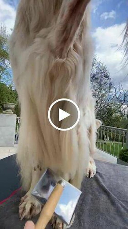 I'm So Silky Shampoo