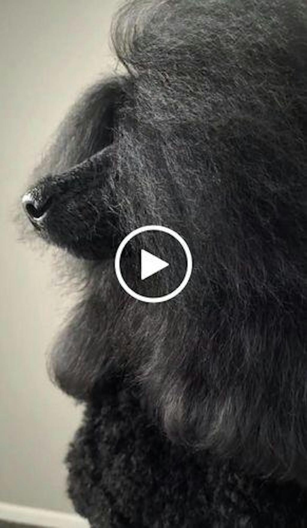 I'm So Fantastic Shampoo