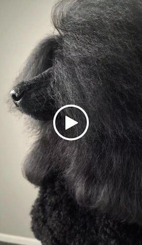 I'm So Fantastic Shampoo