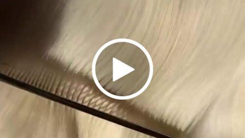 Oh Dog, It's a Miracle Intensive Repair Mask