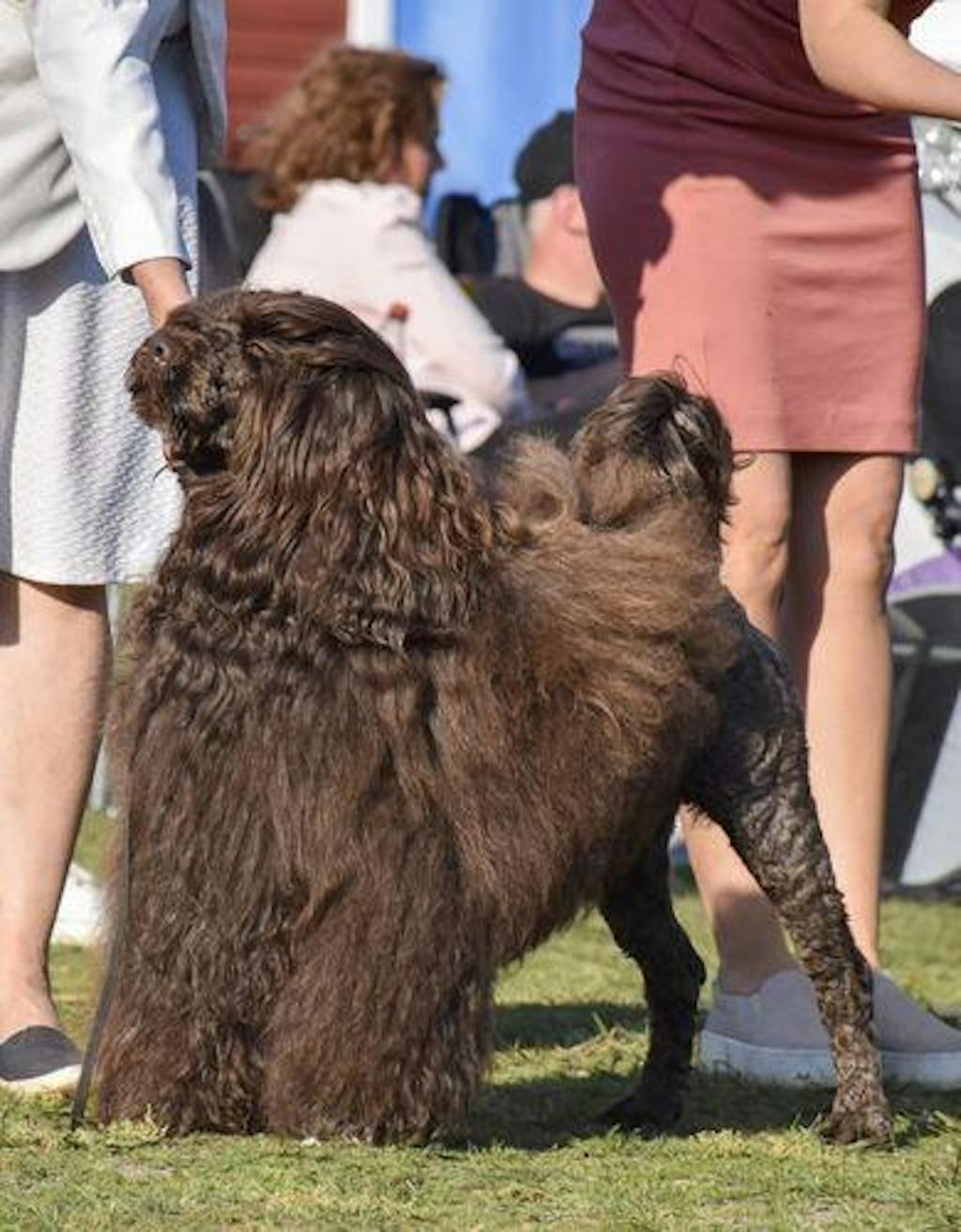 I'm So Silky Shampoo