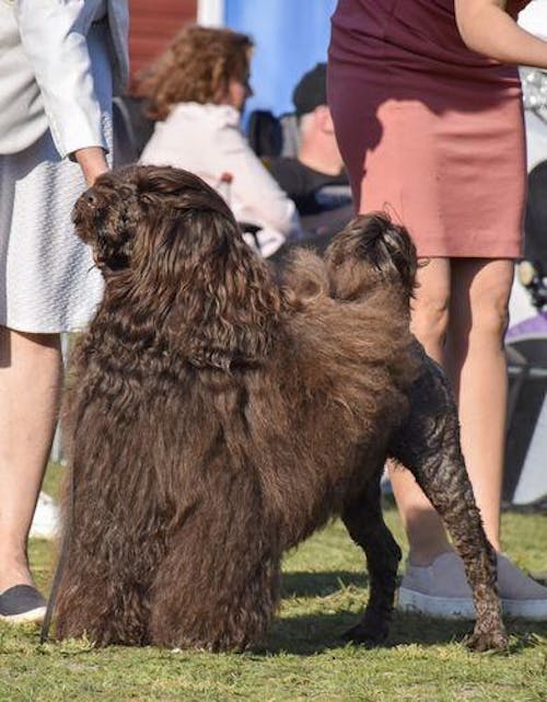 I'm So Silky Shampoo