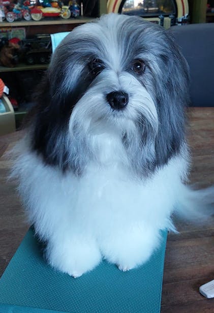 Bichon Havanese Origin Book Bichon Habanero Bichon Havanese Zoila