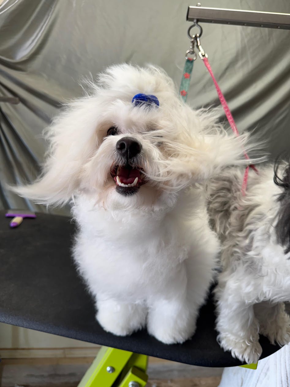 Boric Acid For Tear Stain Prevention – So Posh - Main Image