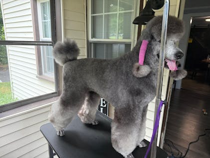 SO POSH Harsh Harsh Dust – So Posh - Main Image