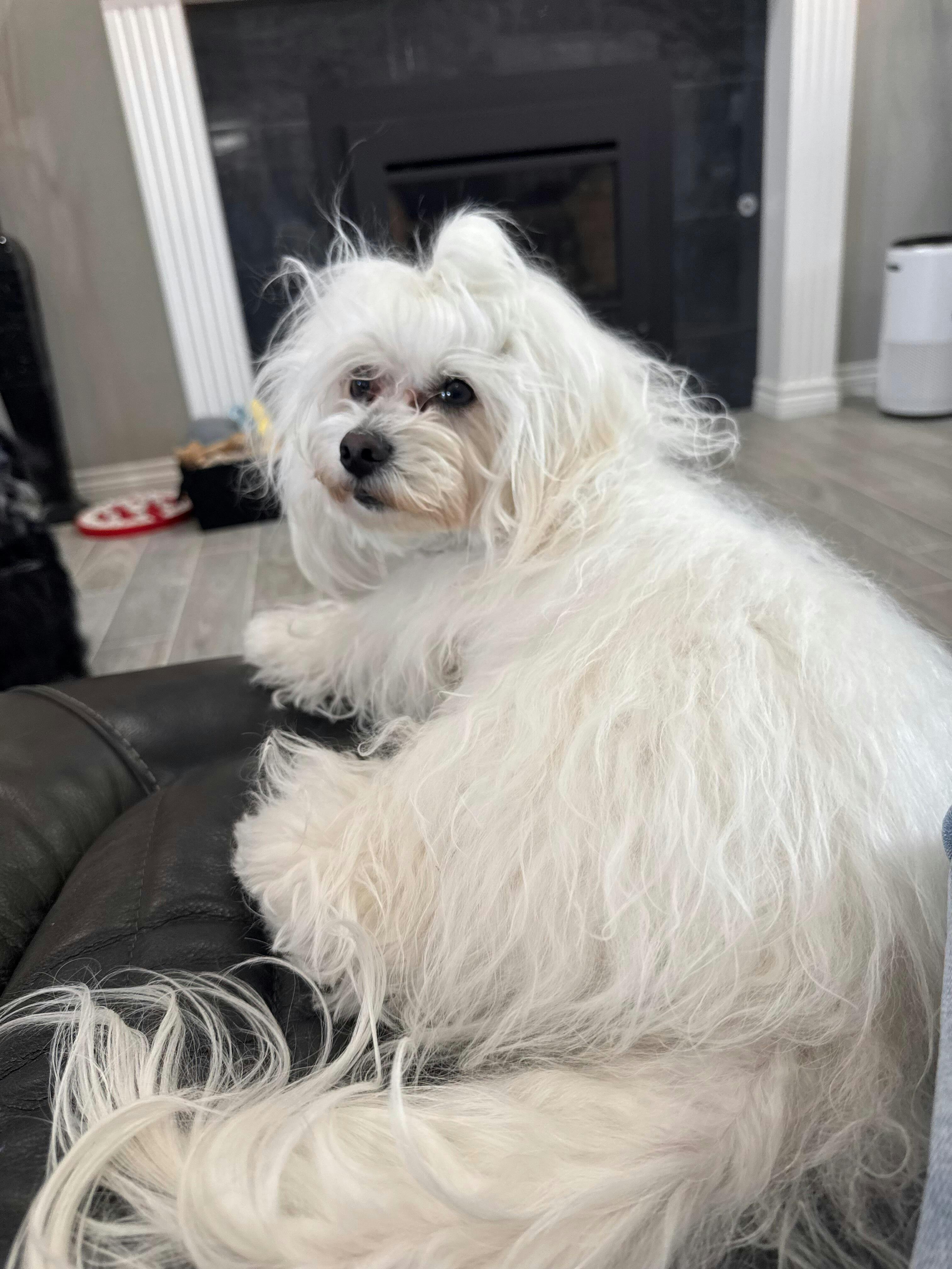 I'm So Silky Shampoo – So Posh