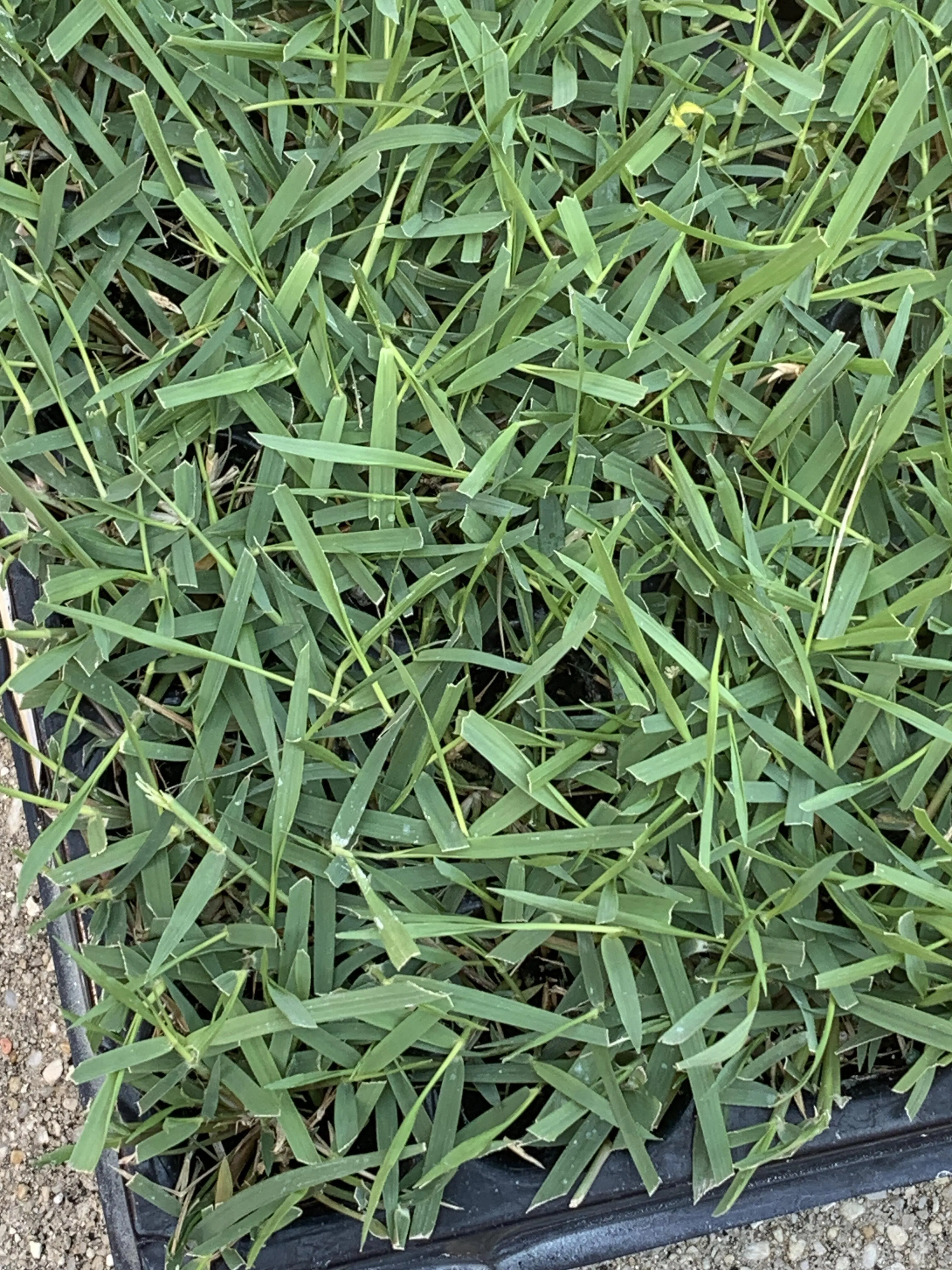 EMPIRE Zoysia Grass Plugs Sod Solutions