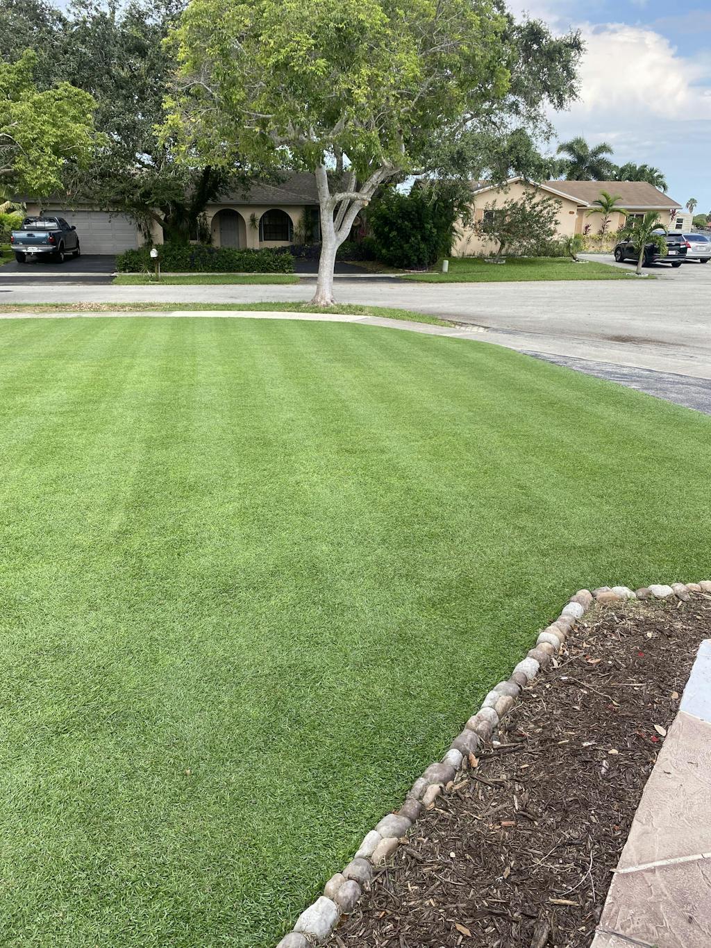 EMPIRE Zoysia Grass Plugs | Sod Solutions