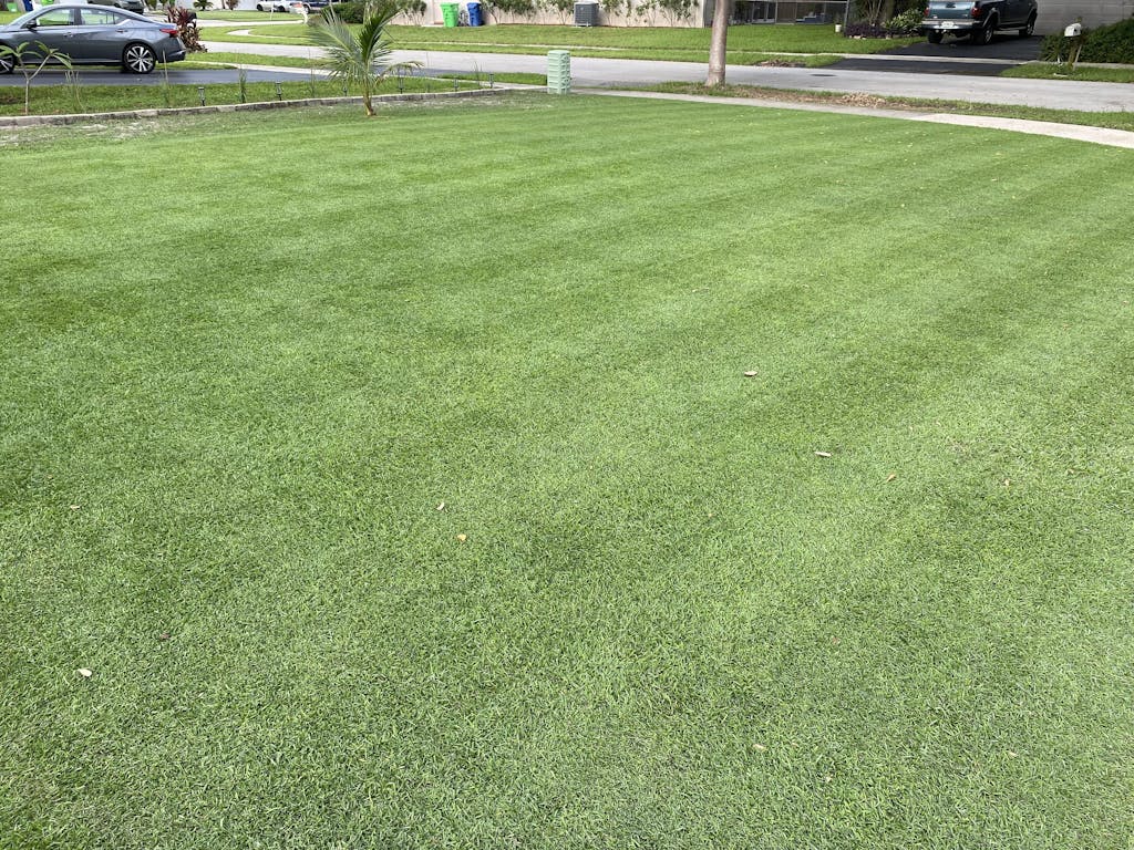 EMPIRE Zoysia Grass Plugs Sod Solutions